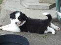 Australian shepherd Jenna