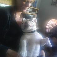 Fransk bulldog chicco