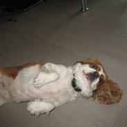 Cavalier king charles spaniel Birkedal's Bongo Walter R.I.P 23/5 2011