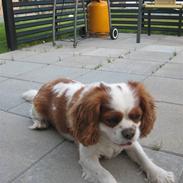 Cavalier king charles spaniel Birkedal's Bongo Walter R.I.P 23/5 2011