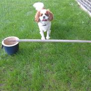 Cavalier king charles spaniel Birkedal's Bongo Walter R.I.P 23/5 2011