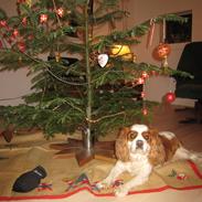 Cavalier king charles spaniel Birkedal's Bongo Walter R.I.P 23/5 2011