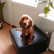 Cocker spaniel chanel (R.I.P. SMUKKE HUND