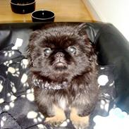 Pekingeser Sally