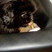 Pekingeser Sally