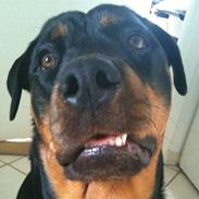 Rottweiler Decibel