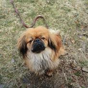 Pekingeser Charlie - Himmelhund 2020