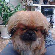 Pekingeser Charlie - Himmelhund 2020