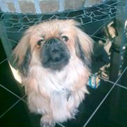 Pekingeser Charlie - Himmelhund 2020