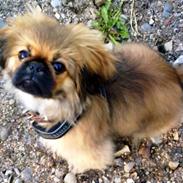 Pekingeser Charlie - Himmelhund 2020