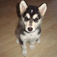 Alaskan malamute Tilde