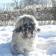 Lhasa apso Ludvig