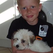 Coton de tulear Gucci