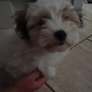 Coton de tulear Gucci