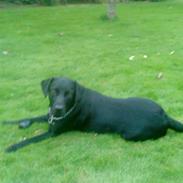 Labrador retriever Basse