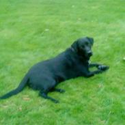 Labrador retriever Basse