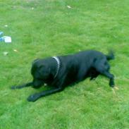 Labrador retriever Basse