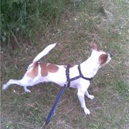 Chihuahua Pontus 