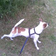 Chihuahua Pontus 