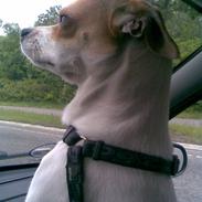 Chihuahua Pontus 