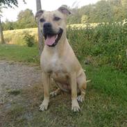 Amerikansk staffordshire terrier SOLLy