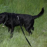 Labrador retriever Locky labrador formel1'er