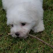 Coton de tulear NORNOKI 