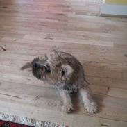 Cairn terrier Pingo (doven hund)