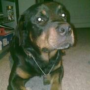 Rottweiler Tyson (Desværre død :'( )