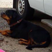 Rottweiler Tyson (Desværre død :'( )