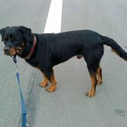 Rottweiler Tyson (Desværre død :'( )