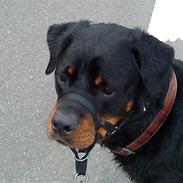 Rottweiler Tyson (Desværre død :'( )
