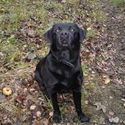 Labrador retriever Amigo R.I.P. 24-02 2013