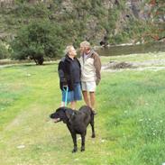 Labrador retriever Amigo R.I.P. 24-02 2013