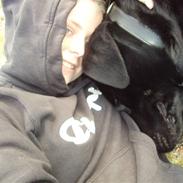 Labrador retriever Amigo R.I.P. 24-02 2013