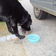 Labrador retriever Amigo R.I.P. 24-02 2013