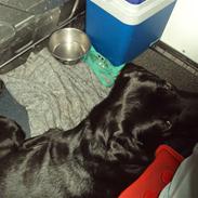 Labrador retriever Amigo R.I.P. 24-02 2013