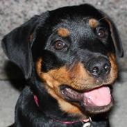 Rottweiler Decibel