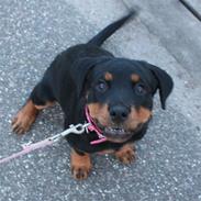 Rottweiler Decibel