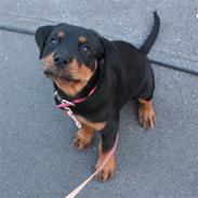 Rottweiler Decibel