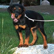 Rottweiler Decibel