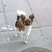 Papillon My