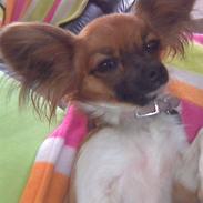 Papillon My
