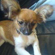 Papillon My