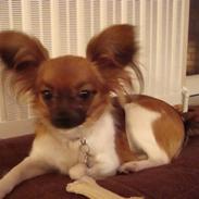 Papillon My
