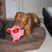 Dogue de bordeaux Basse