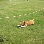 Amerikansk bulldog Freja