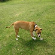 Amerikansk bulldog Freja