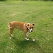 Amerikansk bulldog Freja