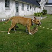 Amerikansk bulldog Freja